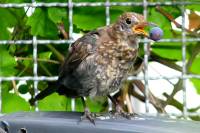 140809blackbird1.jpg