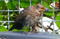 140809blackbird2.jpg