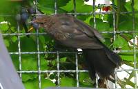 140809blackbird3.jpg