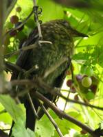 140809blackbird4.jpg