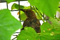 140811blackbird2.jpg