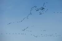 141109migration08.jpg