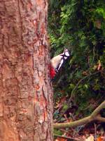 141112woodpecker.jpg