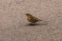141119chaffinch.jpg