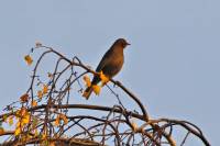 141123brownbird2.jpg