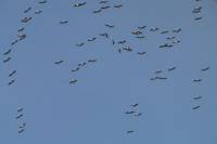 141125migration06.jpg