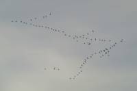 141125migration07.jpg