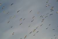 141125migration08.jpg