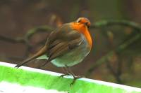 141215robin1.jpg