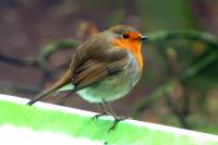 141215robin2.jpg