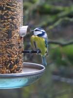 141217bluetit1.jpg