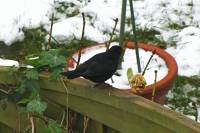 141229blackbird.jpg