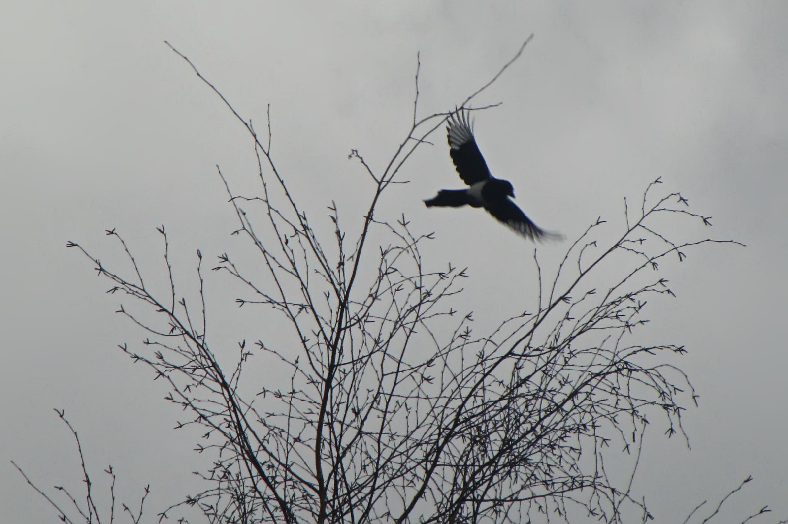150109magpie.jpg