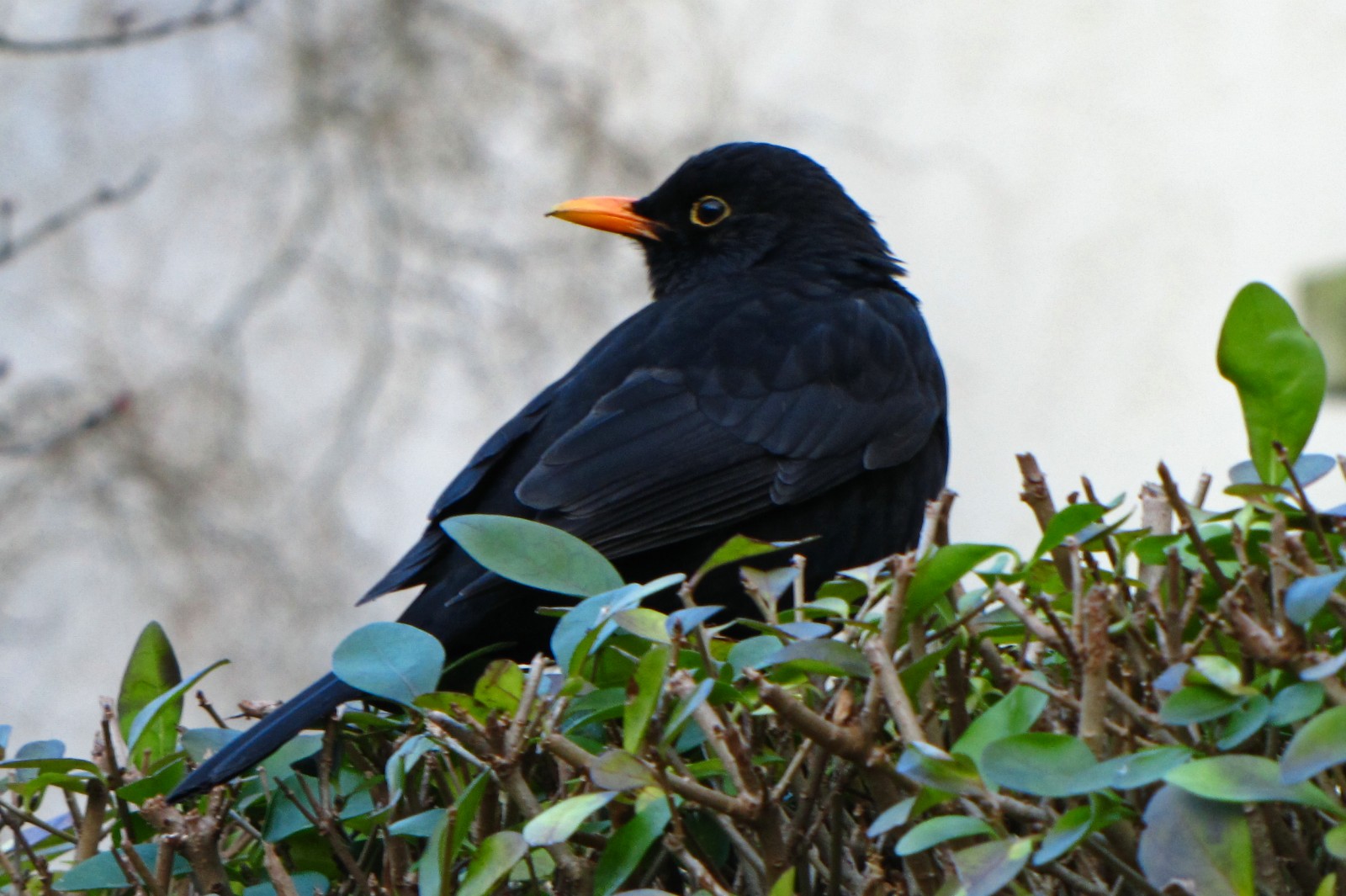 150117blackbird02.jpg