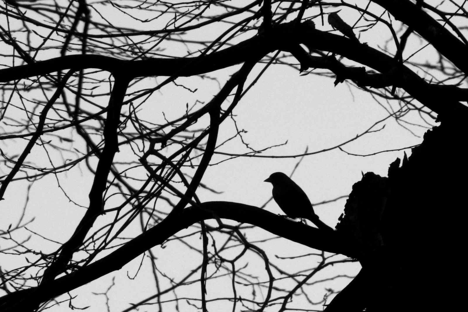 150117finch.jpg