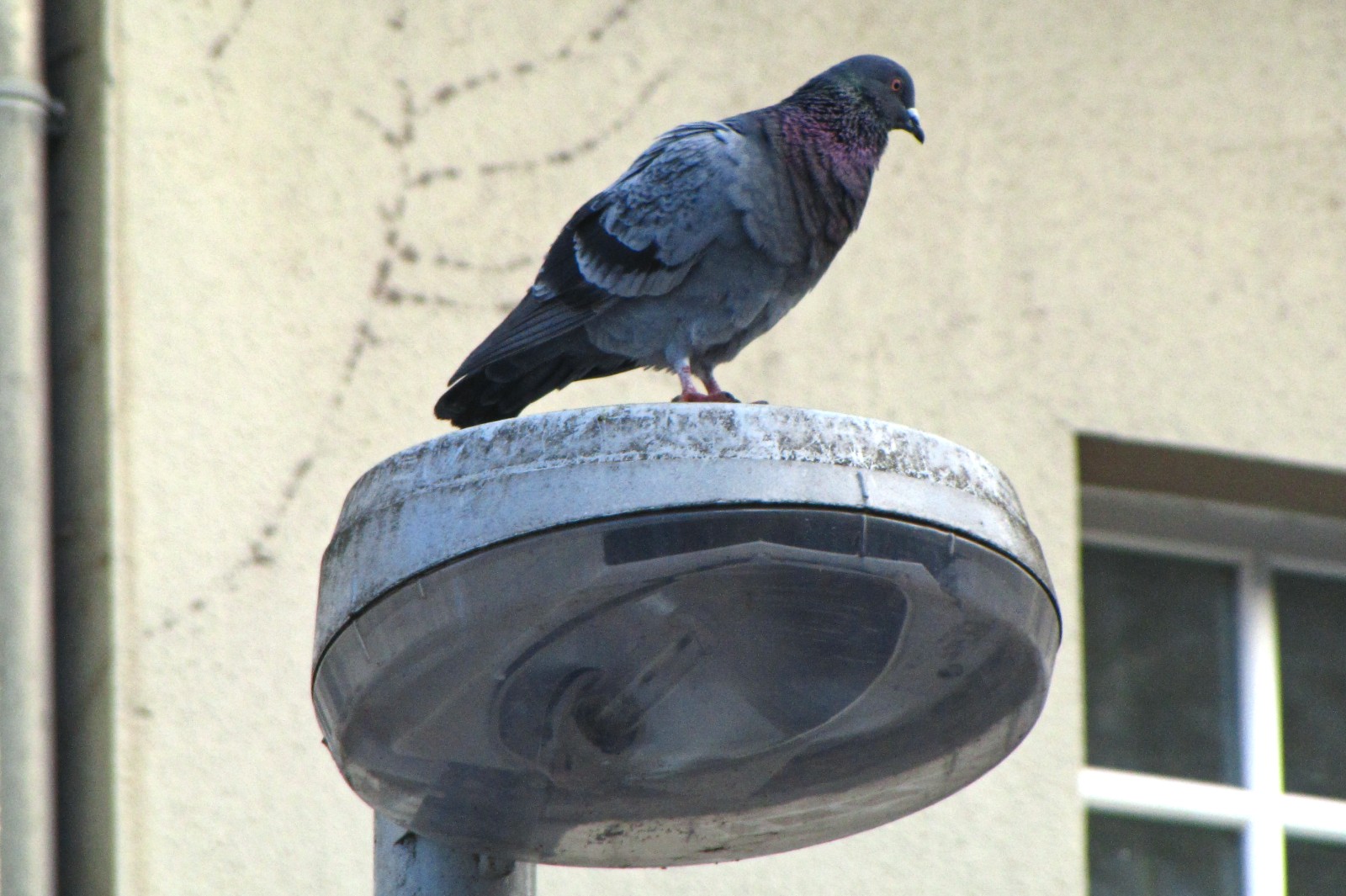 150121pigeon.jpg