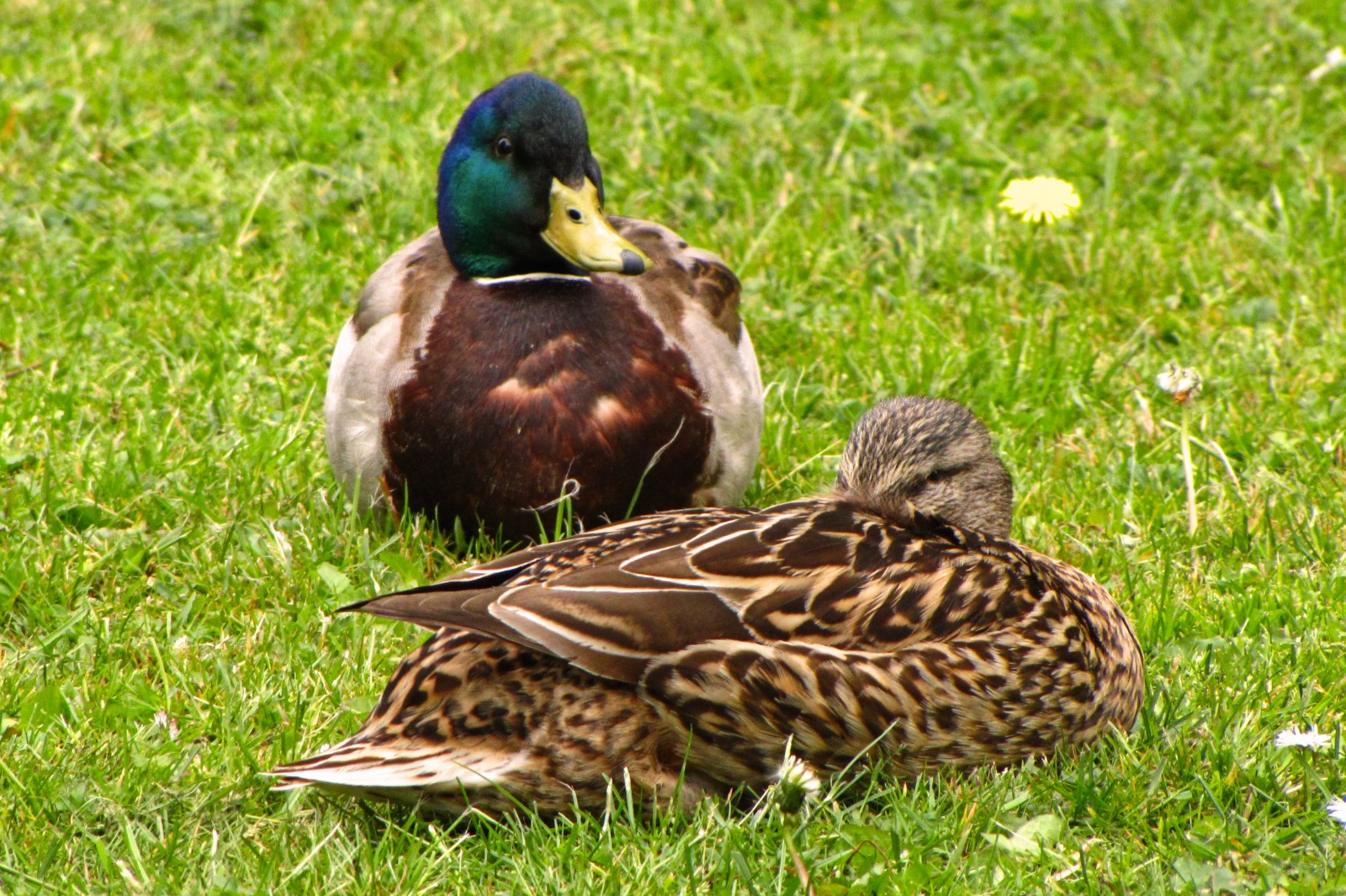 150521ducks02.jpg