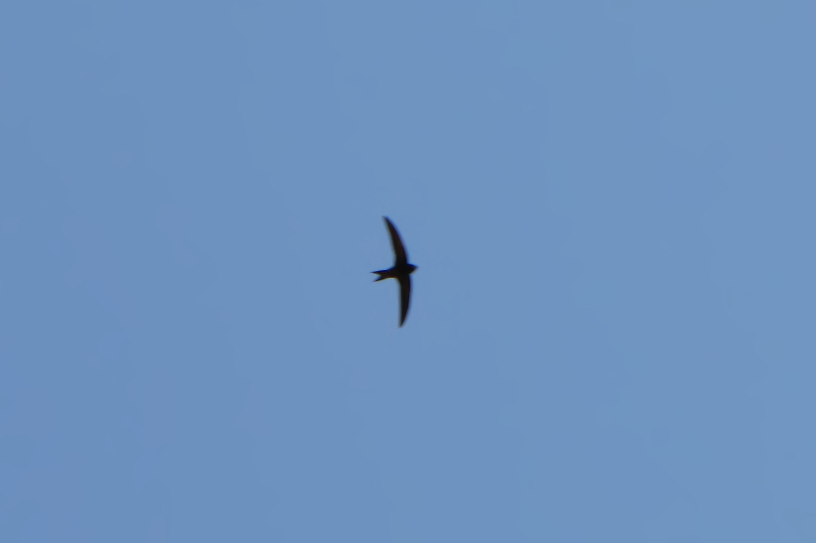 150604swift.jpg