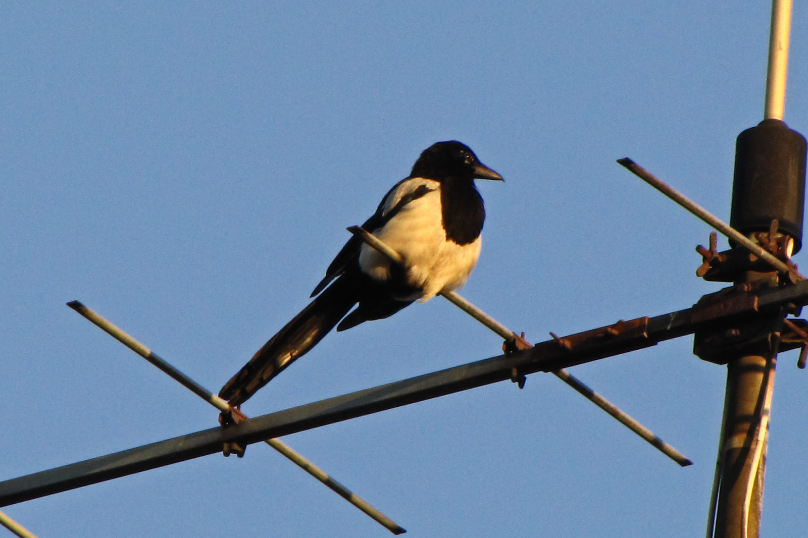 150706magpie.jpg