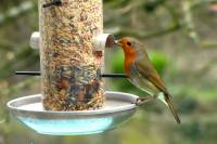 150327robin02.jpg