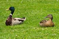 150521ducks01.jpg