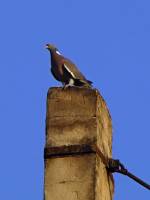 150611chimneypigeon.jpg