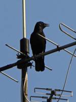 150611crow.jpg
