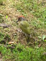 150707redgreen3.jpg