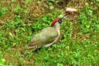 150708woodpecker1.jpg