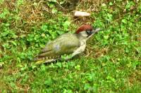 150708woodpecker2.jpg