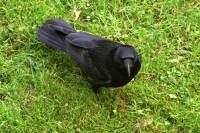 151220crow.jpg