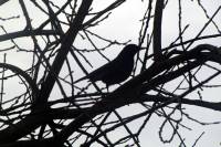 151224blackbird.jpg