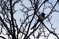 151224magpie.jpg