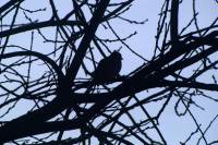151231blackbird.jpg