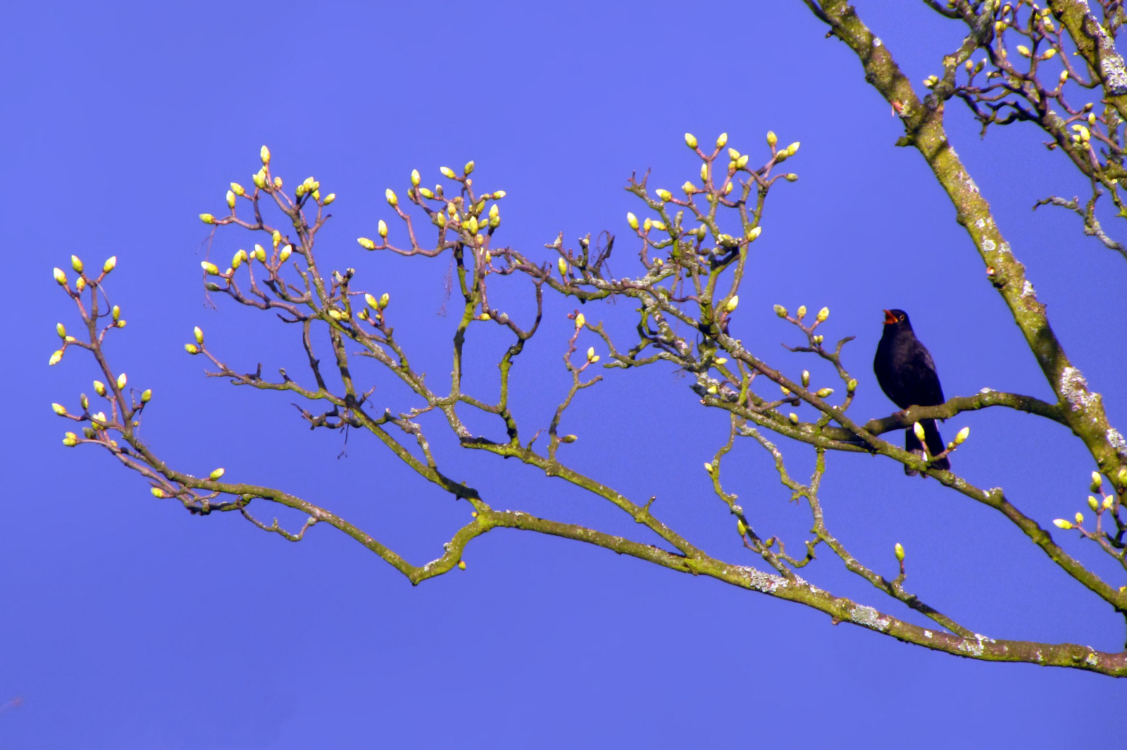 160329blackbirdmaple.jpg