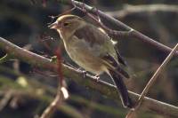 160316finch04.jpg