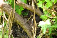 130519blackbirdnest.jpg
