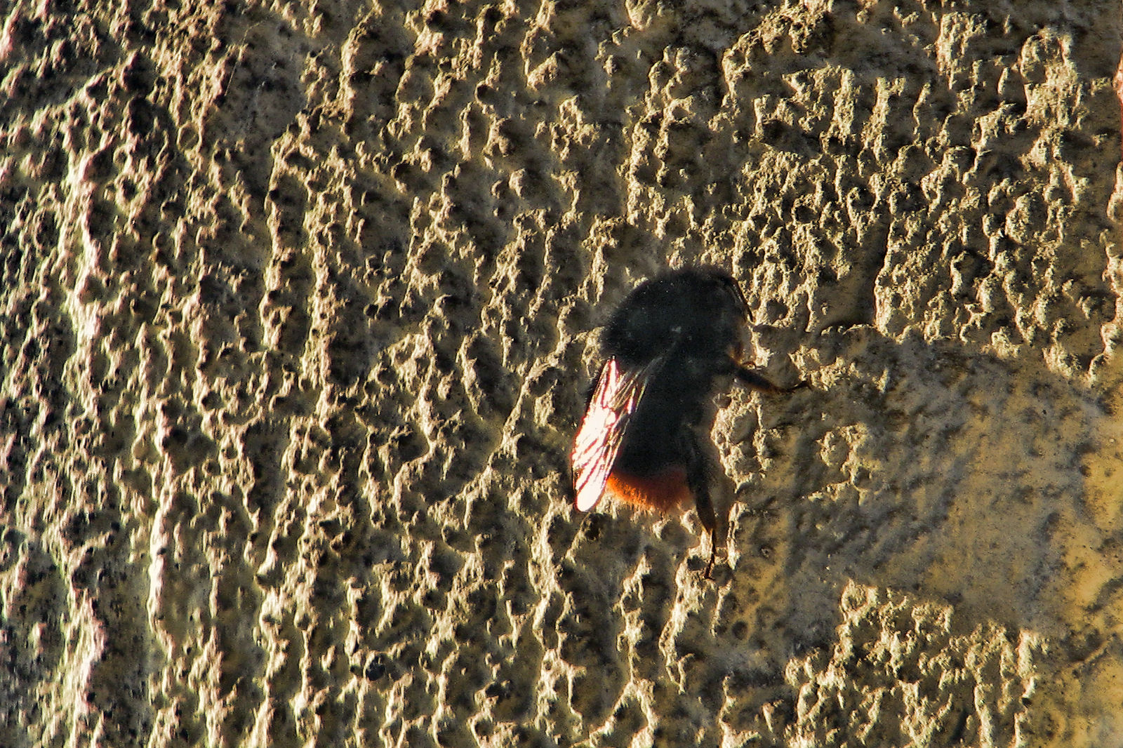 130415hummel.jpg
