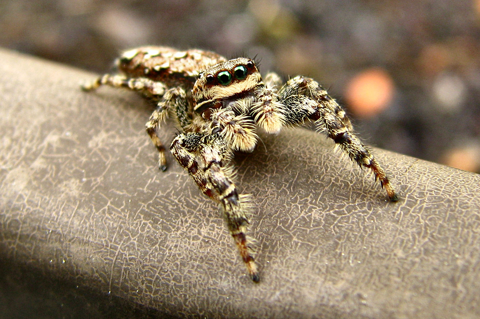130525spider2.jpg