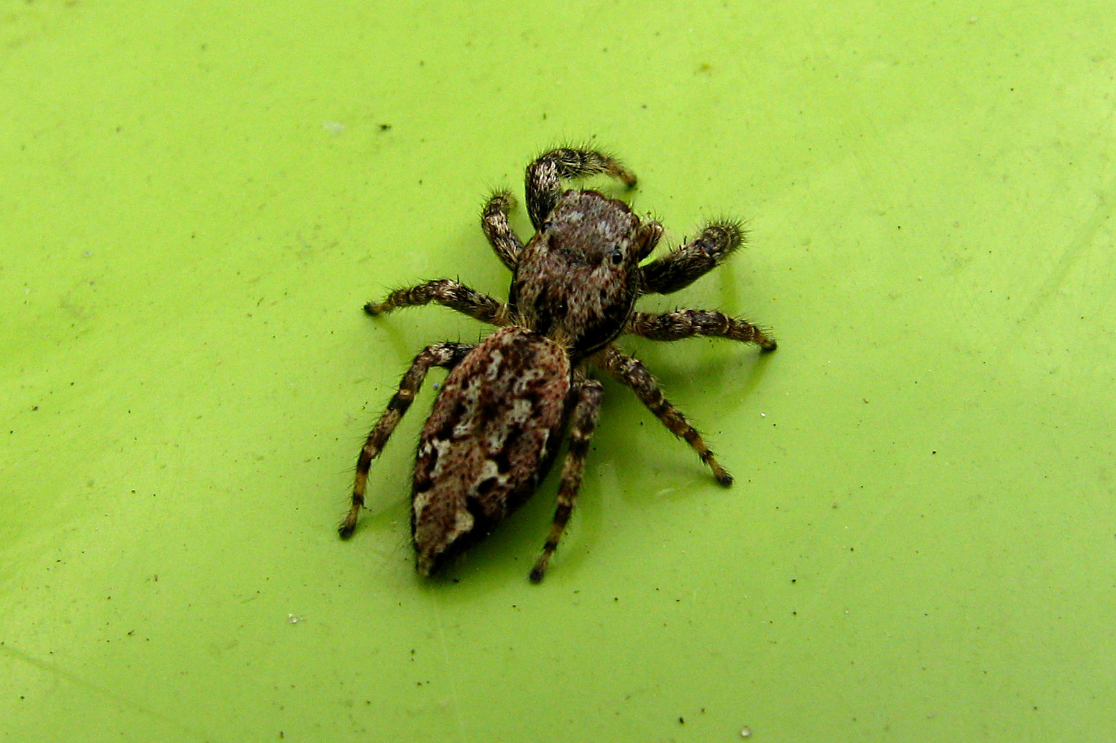 130525spider4.jpg
