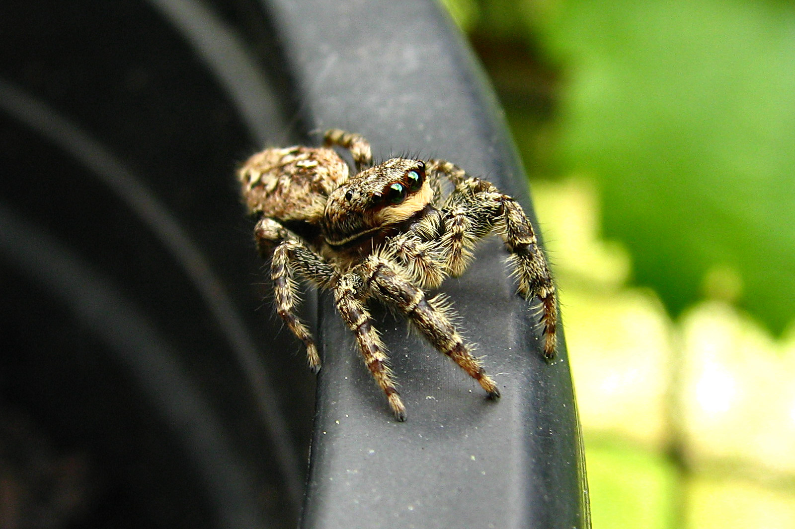 130525spider6.jpg