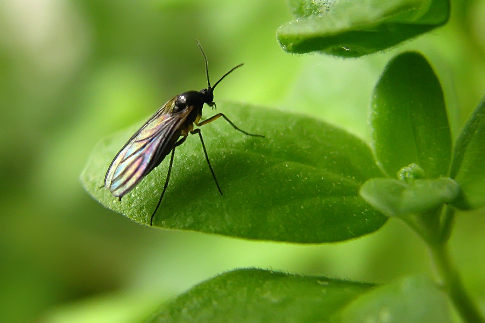 130622leaffly.jpg
