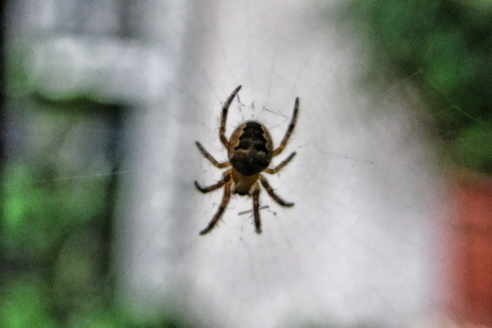 130626bittyspider.jpg