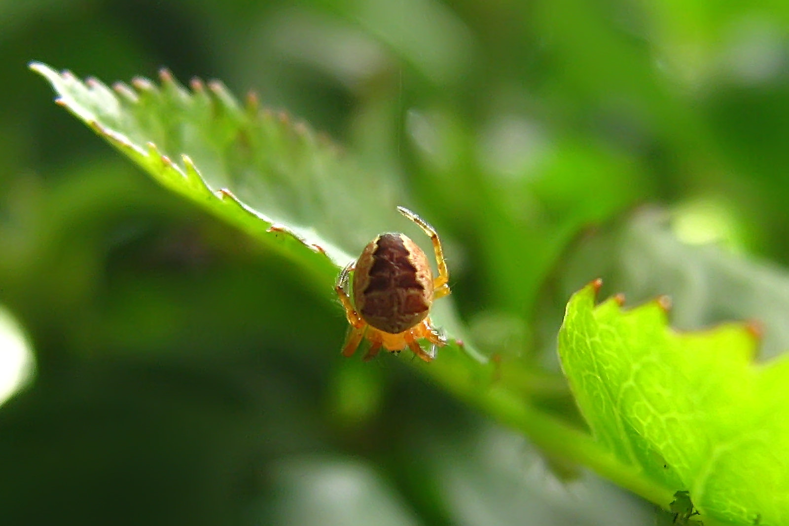 130629ittybittyspider.jpg