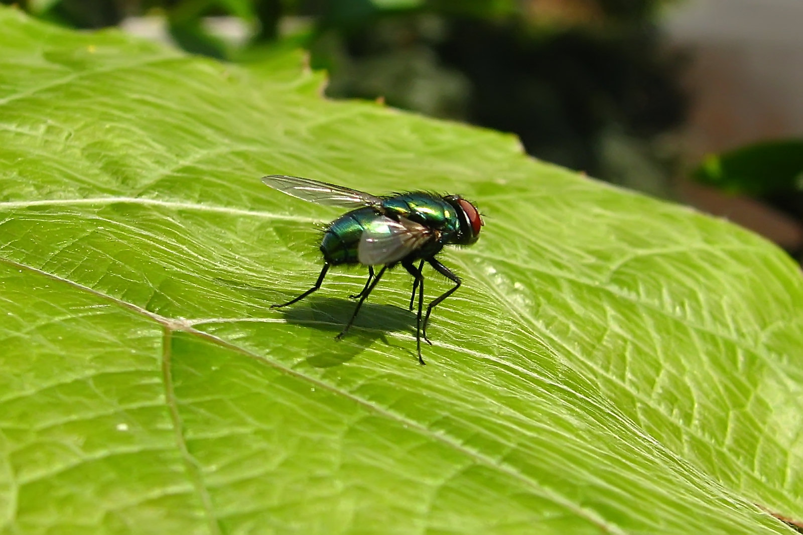 130702greenfly.jpg