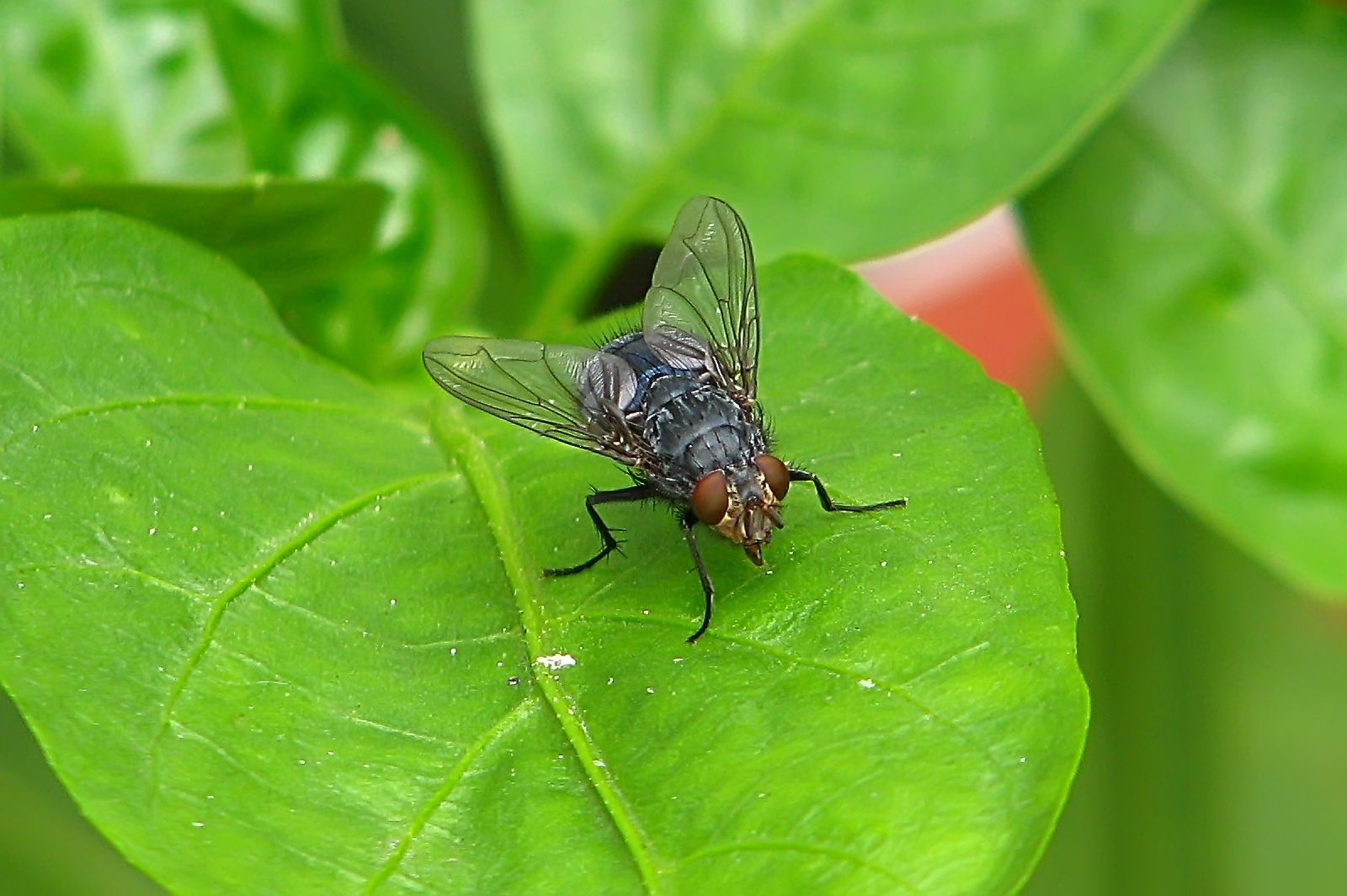130705fly.jpg