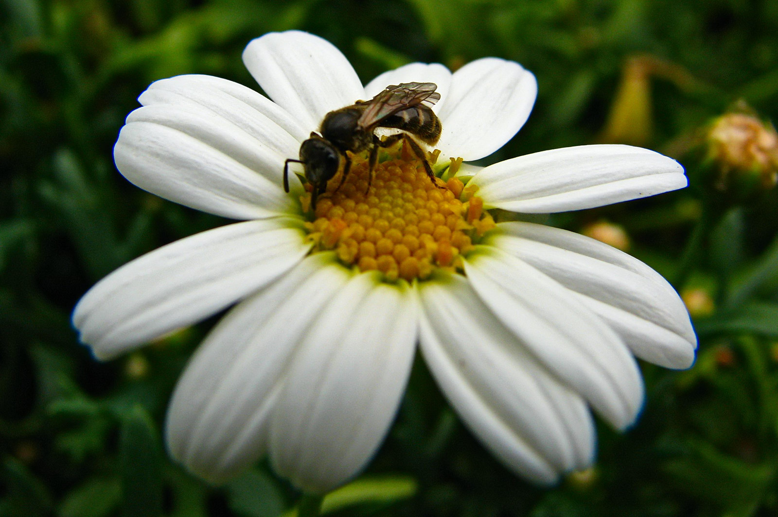 130717beeflower.jpg