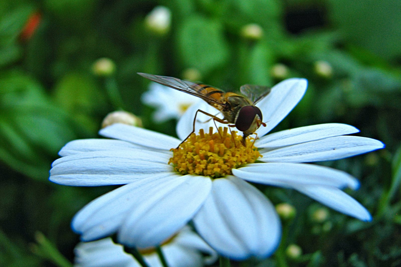 130721hoverfly.jpg
