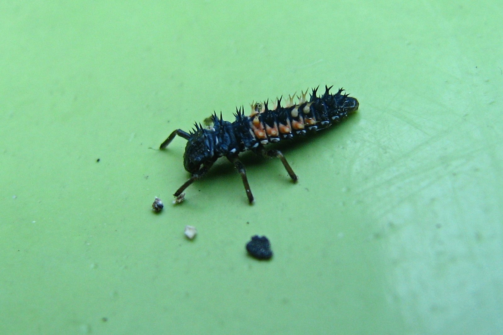 130726ladybuglarv.jpg
