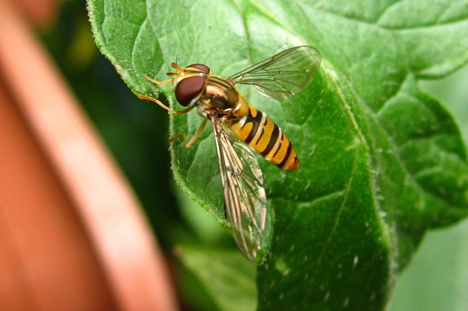 130728hoverfly.jpg